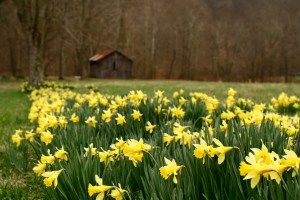 Barn_daffodils